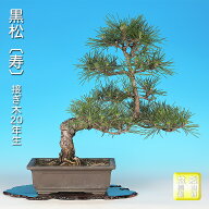 盆栽 黒松 寿 接ぎ木20年生 クロマツ 短葉品種 松盆栽 人気品種 初心者から上級者まで楽しめる 縁起物 ギ…