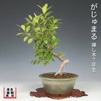 楽天市場】ガジュマル 盆栽の通販