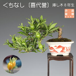 ~ Ȃ N`iV ~j~ i~ t ԕ~ ~