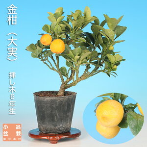 ~ ij LJ 񂩂 i~ ~j~  ~͑f