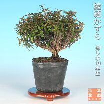 楽天市場】チリメン カズラ 盆栽の通販