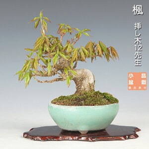 盆栽 楓 ミニ盆栽」の人気商品一覧 | 安い商品を通販サイトから探す 