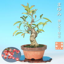 楽天市場】盆栽 まゆみの通販