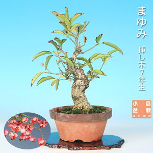 小品盆栽」の人気商品一覧 | 安い商品を通販サイトから探す - 価格.com