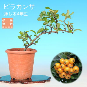 植木 盆栽 ピラカンサ」の人気商品一覧・価格比較 - 価格.com