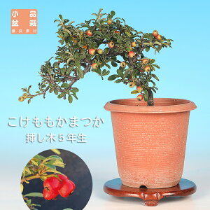 ~ ܂ RPJ}cJ ۓ i~ ~j~  ~͑f