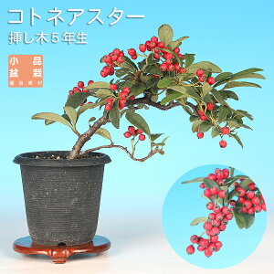 �~�� �R�g�l�A�X�^�[ ���i�~�� �~�j�~�� ���� �~�͑f��