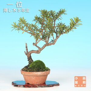 植木 盆栽 イチイ」の人気商品一覧 | 安い商品を通販サイトから探す 