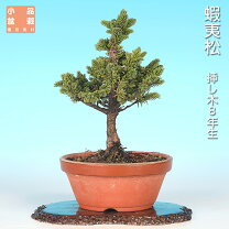 楽天市場】盆栽 蝦夷松の通販