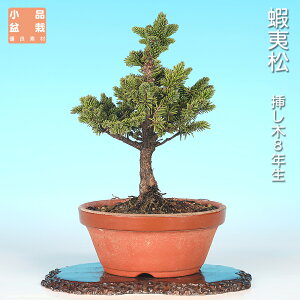 松 盆栽」の人気商品一覧 | 安い商品を通販サイトから探す - 価格.com