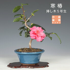 盆栽 寒椿 カンツバキ かんつばき 赤花 白花 八重咲 小品盆栽 ミニ盆栽 花物盆栽 盆栽素材