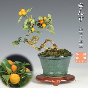 キンカン 植木」の人気商品一覧 | 安い商品を通販サイトから探す 