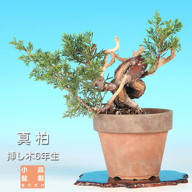 盆栽 真柏 挿し木6年生 樹高17cm シンパク しんぱく 小品盆栽 松柏盆栽 ミニ盆栽 将来性抜群 【送料無料】
