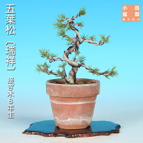 楽天市場】瑞祥 五葉松の通販