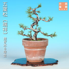 楽天市場】広東瑠璃釉隅切長方鉢 : BONSAI 彩都 楽天市場店