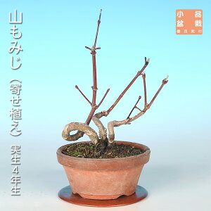 もみじ 小品盆栽 盆栽 植木」の人気商品一覧・価格比較 - 価格.com