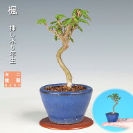 盆栽 楓 カエデ かえで 挿し木5年生 小品盆栽 ミニ盆栽 葉物盆栽 盆栽素材
