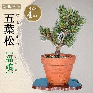 五葉松 盆栽 植木」の人気商品一覧・価格比較 - 価格.com