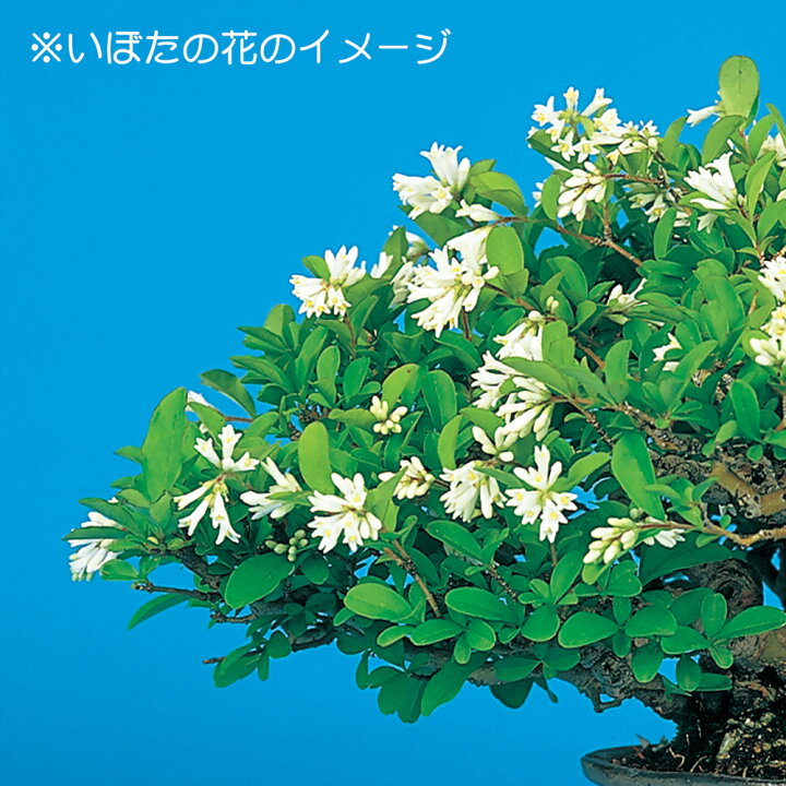 楽天市場】盆栽 荒皮いぼた イボタ 水蝋 小品盆栽 ミニ盆栽 盆栽素材 