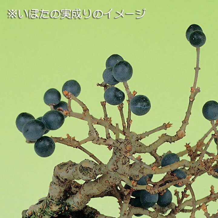 楽天市場】盆栽 荒皮いぼた イボタ 水蝋 小品盆栽 ミニ盆栽 盆栽素材 