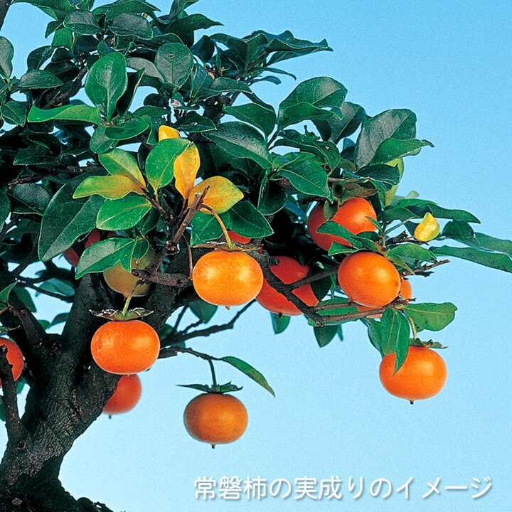 楽天市場】盆栽 常盤柿 トキワガキ 小品盆栽 ミニ盆栽 雑木 実物 盆栽 