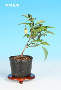 盆栽 ミニ盆栽 「紅花枝垂れえごのき」 雑木 花物 葉物 素材 苗木 盆栽 チシャノキ チサノキ エゴノキ