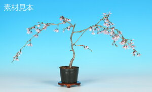 ~j~ uxm v TN  sakura ~ ~͑f ~͕c |bgc sN Ԍ łԌy