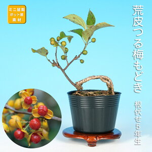 梅もどき 盆栽」の人気商品一覧 | 安い商品を通販サイトから探す 