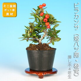 盆栽 ピラカンサ 姫八ッ房 橙実 タチバナモドキ 橘もどき 橘擬 小品盆栽 ミニ盆栽 花物 実物 盆栽素材 苗木