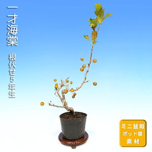 ~ ˊC JChE S i~ ~j~ ԕ  ~͑f c