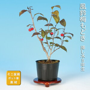 ウメモドキ 植木」の人気商品一覧 | 安い商品を通販サイトから探す 