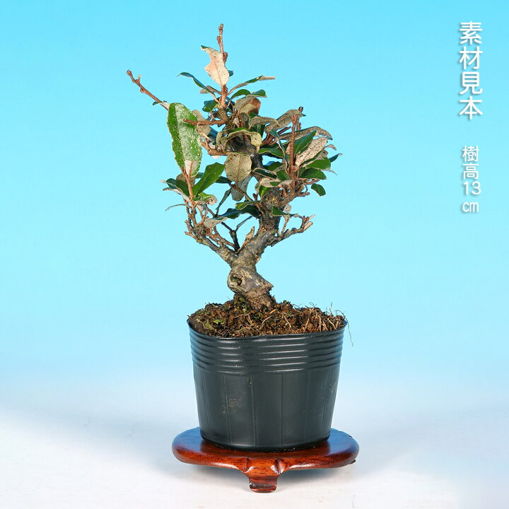 楽天市場】盆栽 小葉寒ぐみ グミ 茱萸 ナワシログミ 小品盆栽 ミニ盆栽 