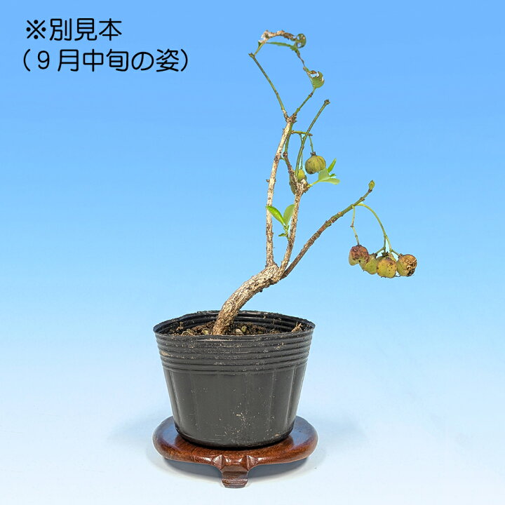 楽天市場】盆栽 緋玉まゆみ マユミ 真弓 小品盆栽 ミニ盆栽 雑木 実物 