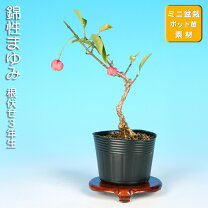 楽天市場】盆栽 まゆみの通販