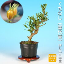 楽天市場】クチナシ 盆栽（盆栽｜花・観葉植物）：花・ガーデン・DIYの通販