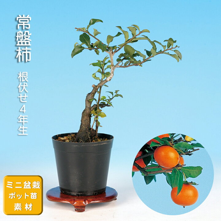 楽天市場】盆栽 常盤柿 トキワガキ 小品盆栽 ミニ盆栽 雑木 実物 盆栽 