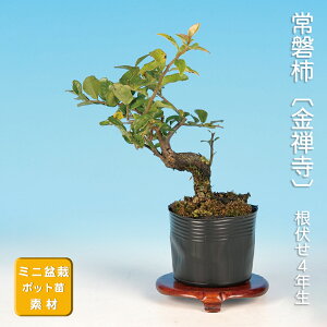 ~ Պ` T gLKL i~ ~j~ G  ~͑f c