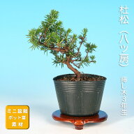 盆栽 杜松 八ッ房 挿し木3年生 トショウ 小品盆栽 ミニ盆栽 松柏盆栽 盆栽素材 苗木 芽吹きがよい 丈夫 …