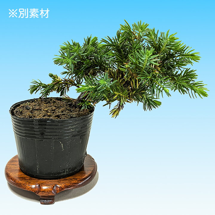 楽天市場】盆栽 杜松高嶺 トショウ 小品盆栽 ミニ盆栽 松柏 盆栽素材 