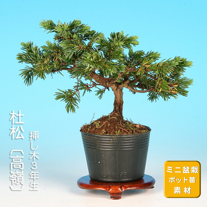 楽天市場】盆栽 杜松高嶺 トショウ 小品盆栽 ミニ盆栽 松柏 盆栽素材 