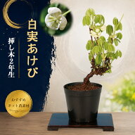 盆栽 白実あけび 挿し木2年生 7.5cmポット入り アケビ 木通 白花 白実 実物盆栽 ミニ盆栽 小品盆栽 苗木 …