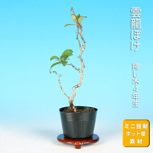 �~�� �_���ڂ� �؉Z �{�P �~�j�~�� ���i�~�� �~�͑f�� �G�� �ԕ�