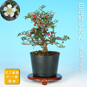 ~ ԍg gh xjV^ i~ ~j~ G ԕ  ~͑f c