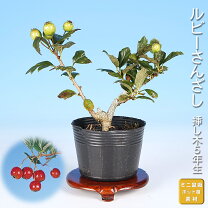 楽天市場】山査子 鉢の通販