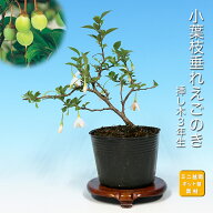 盆栽 小葉枝垂れえごのき エゴノキ 小葉性 葉が小さい 枝が枝垂れる 小さくできる 初心者にも育てやすい …