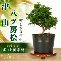 楽天市場】石化 盆栽の通販