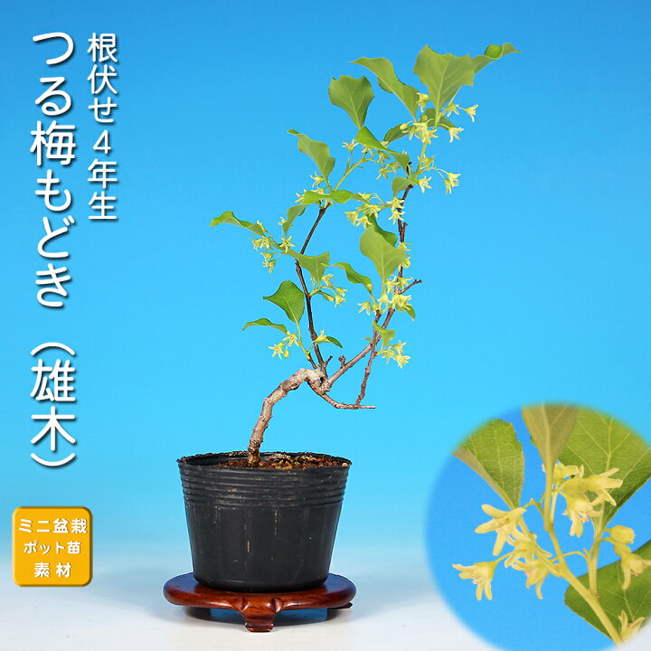 楽天市場】盆栽 つる梅もどき 雄木 ツルウメモドキ 蔓梅擬 小品盆栽 