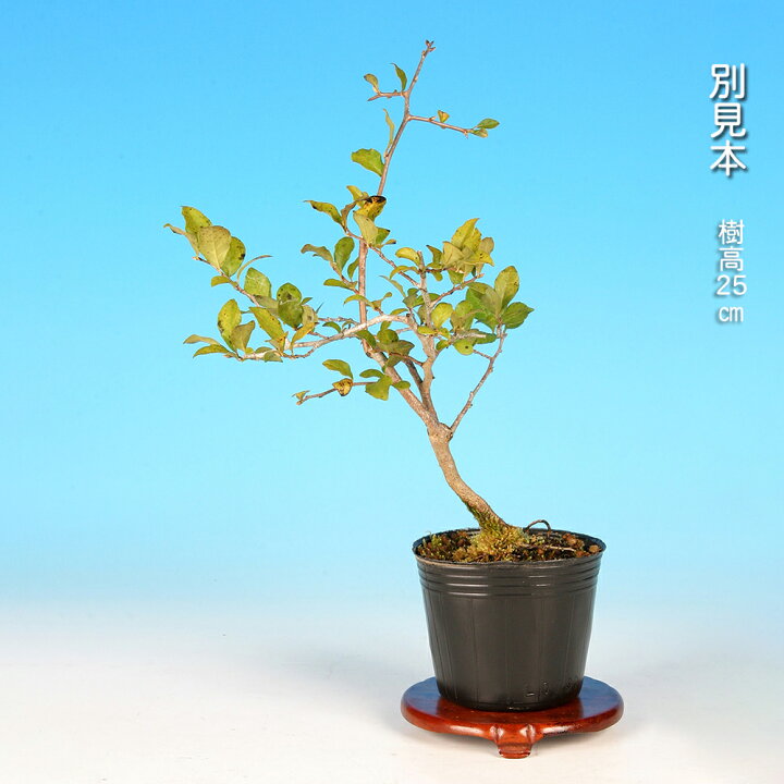 楽天市場】盆栽 老爺柿 雄木 根伏せ4年生 ロウヤガキ ローヤ柿 小品 