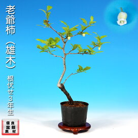 楽天市場】 盆栽鉢 > 一品鉢 > 支那鉢（中国古鉢） : BONSAI 彩都 楽天 