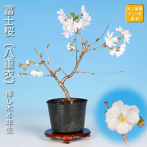 �~�� �x�m�� ���d�� �T�N�� ������ �� �t�W�U�N�� �}���U�N�� sakura ���~�� �~�j�~�� ���i�~�� �~�͑f�� �~�͕c �c�� �Ԗ� �|�b�g�c �s���N�� �Ԍ�